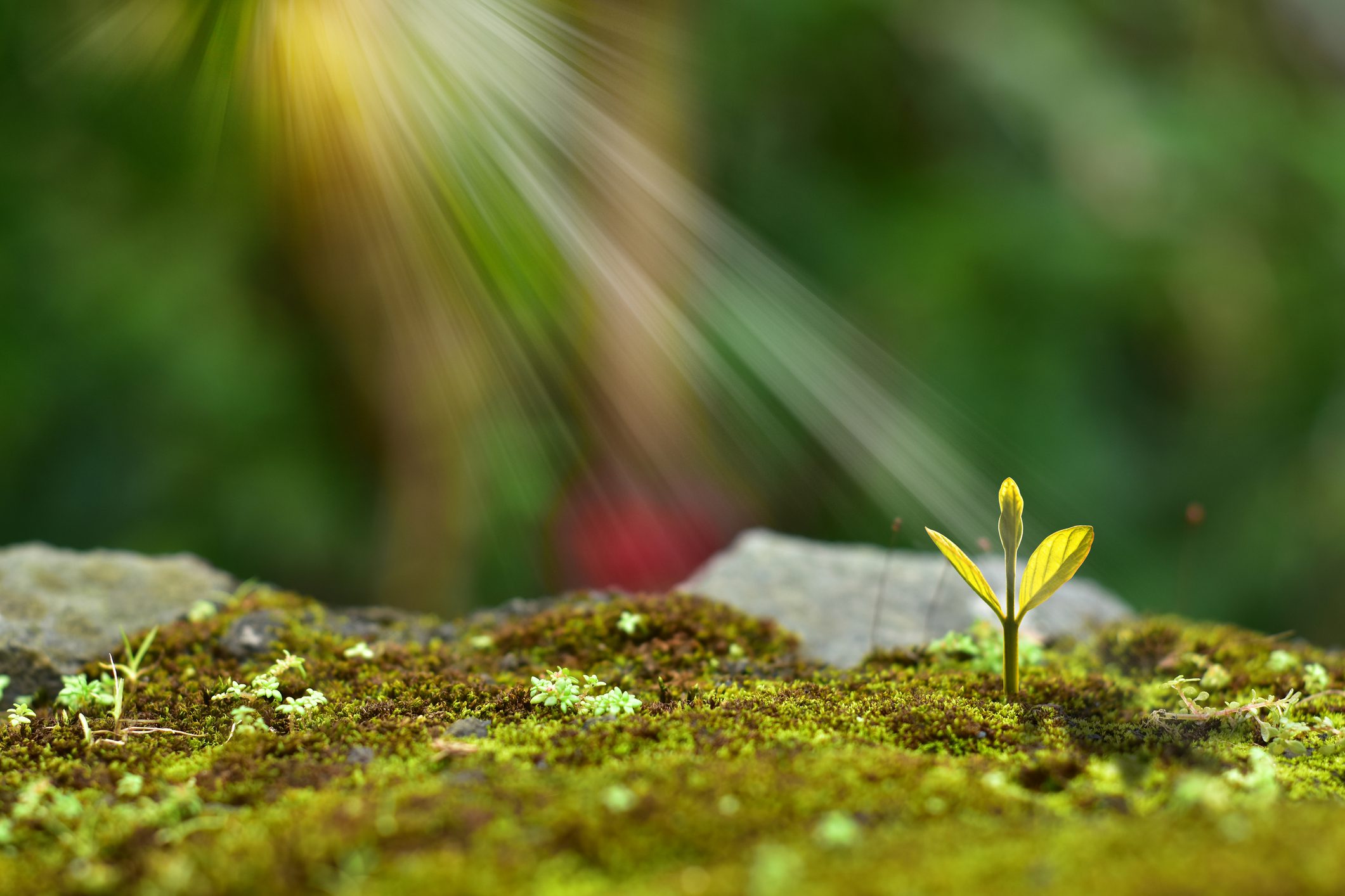 Young plant growing in the morning light and green nature bokeh background , new life growth ecology business financial progress concept ,Earth Day, real zise