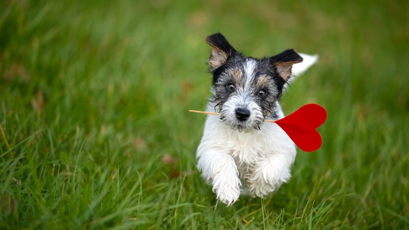 Romantic Valentine Dog . Cute Jack Russell Terrier doggy carrying a red heart over a grenn meadow and is looking up